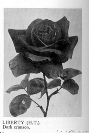 'Liberty (hybrid tea, Dickson 1898)' rose photo