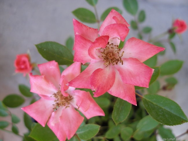 'Pilar Dot' rose photo