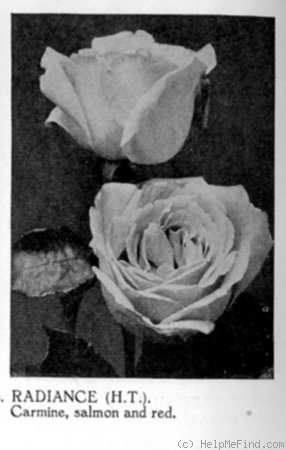 'Radiance' rose photo