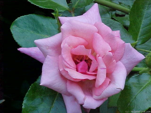 'Smooth Lady' rose photo