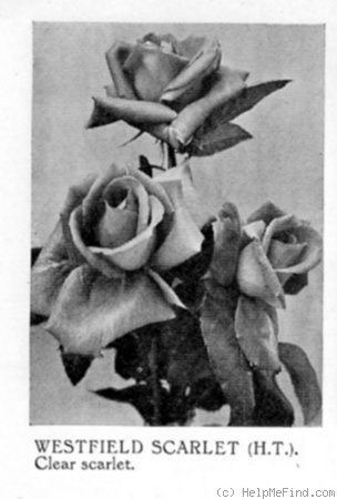 'Westfield Scarlet' rose photo