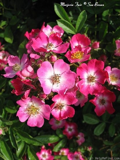 'Marjorie Fair ®' rose photo