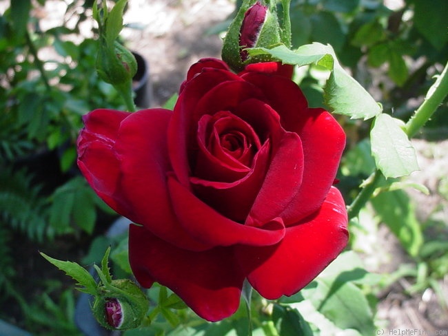 'Nearly Black' rose photo