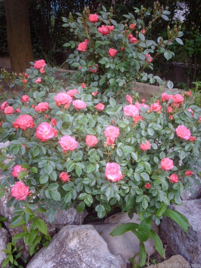 'Nirpette' rose photo