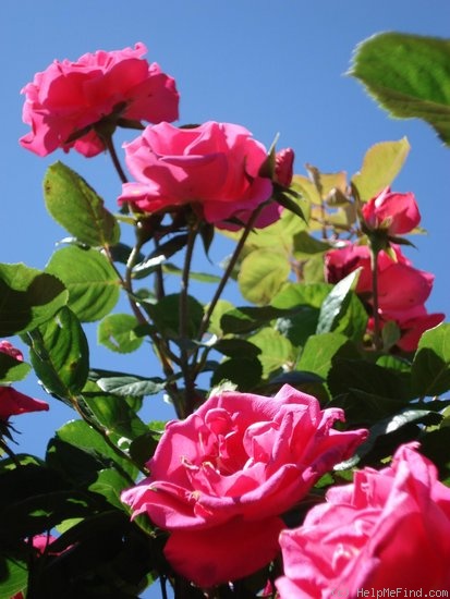 'Rosy Manon' rose photo
