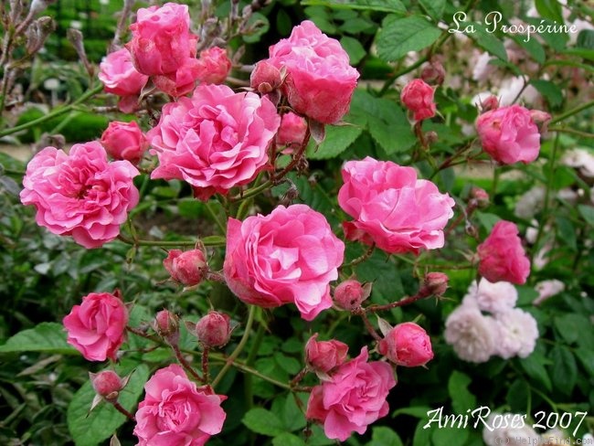 'La Prospérine' rose photo