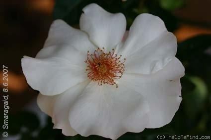 'DORalp' rose photo