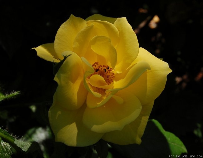 'Allgold ® (Floribunda, LeGrice, 1956)' rose photo