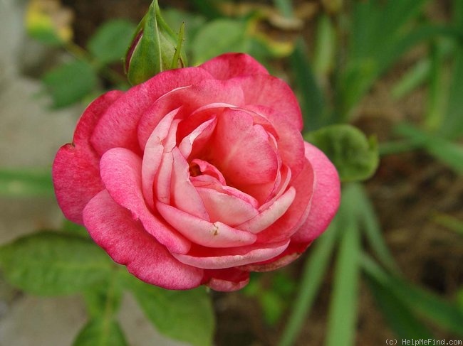 'Idylle' rose photo