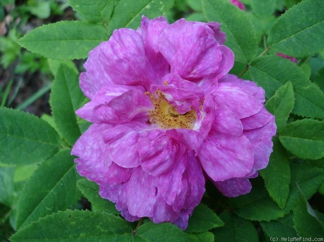 'Marbrée (Portland, Robert, 1858)' rose photo