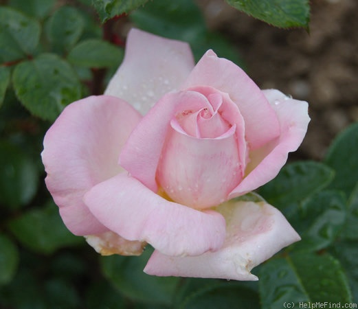 'Myriam ® (hybrid tea, Cocker, 1990)' rose photo