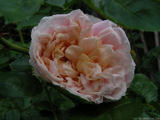 'Morning Greeting' rose photo