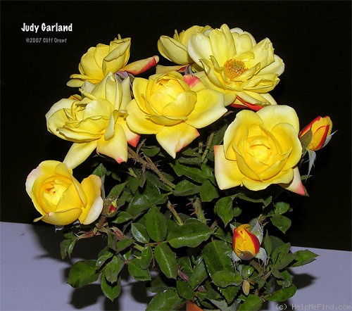 'Judy Garland' rose photo