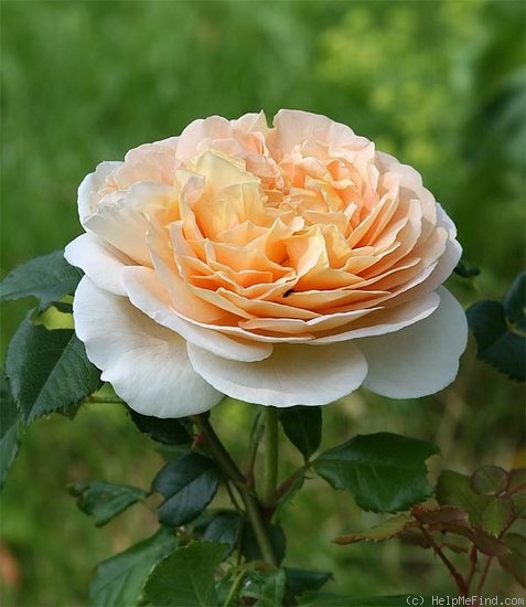 'Felidaé' rose photo