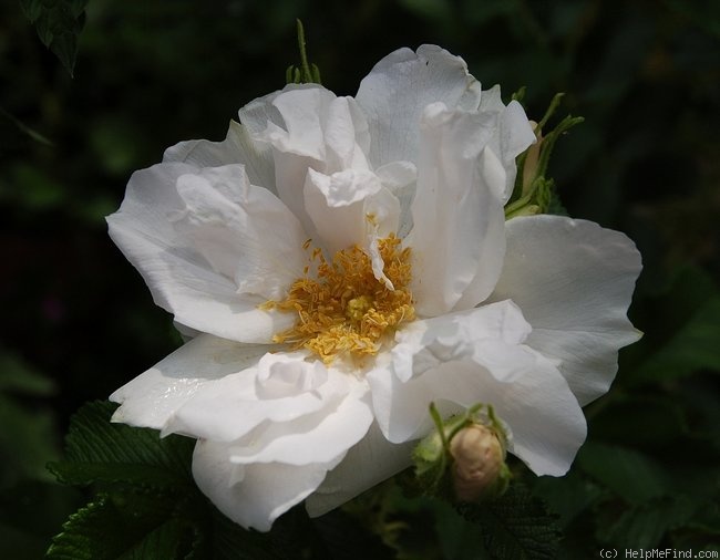 'White Roadrunner ®' rose photo