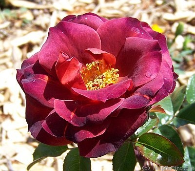 'Hot Cocoa ™ (Floribunda, Carruth, 2002)' rose photo