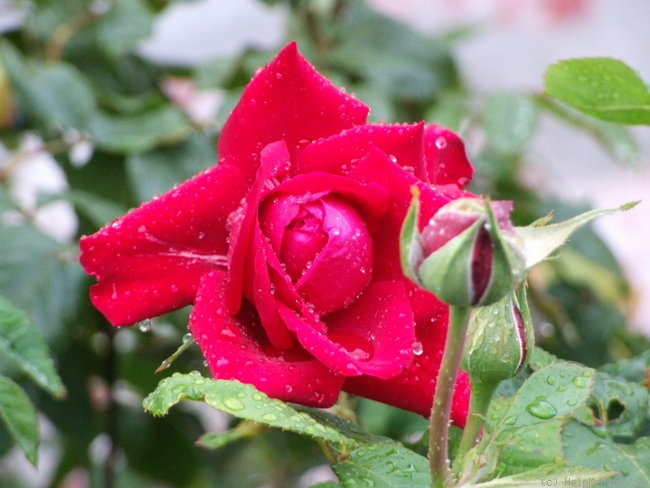 'Burgund 81 (hybrid tea, Kordes 1981)' rose photo