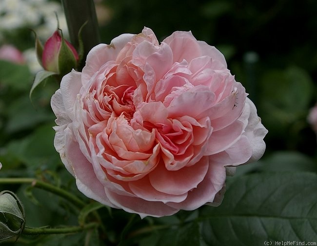 'Colette (climber, Meilland, 1994)' rose photo