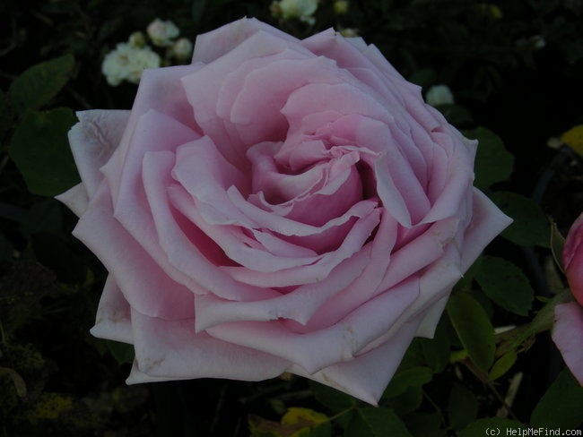 'Arrillaga' rose photo