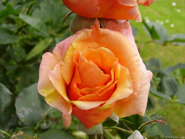 'Golden Medaillon' rose photo