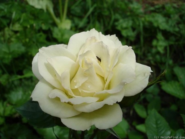 'Peppermint Ice' rose photo