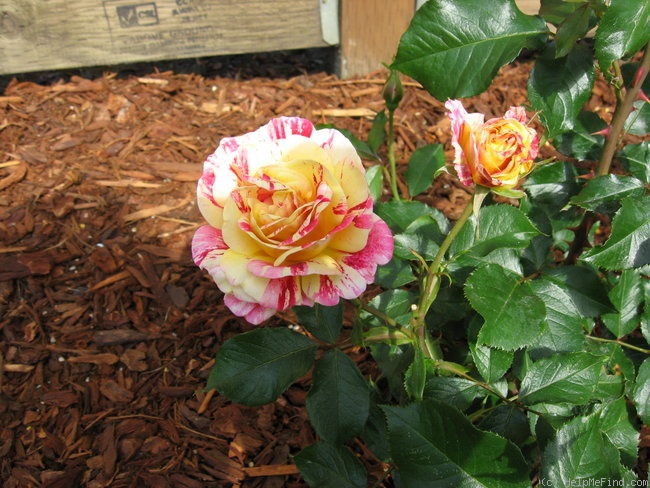 'George Burns ™' rose photo