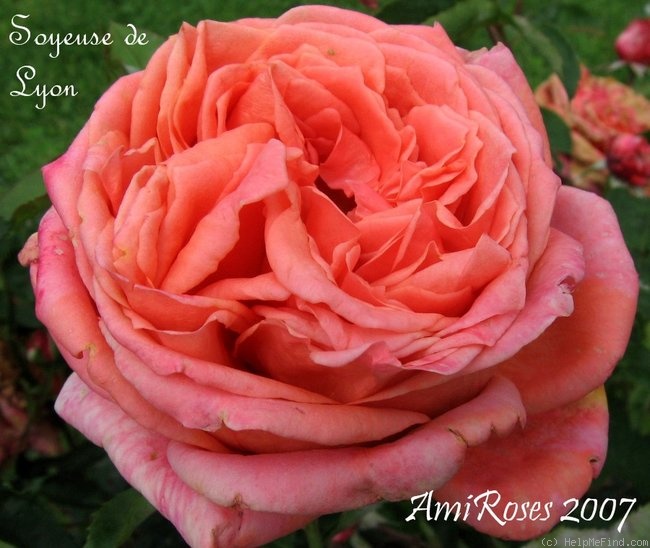 'Soyeuse de Lyon' rose photo