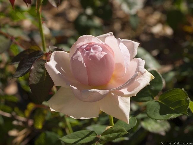 'Chaucer' rose photo