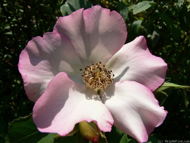 'Liolà ® (floribunda, Barni 2003)' rose photo