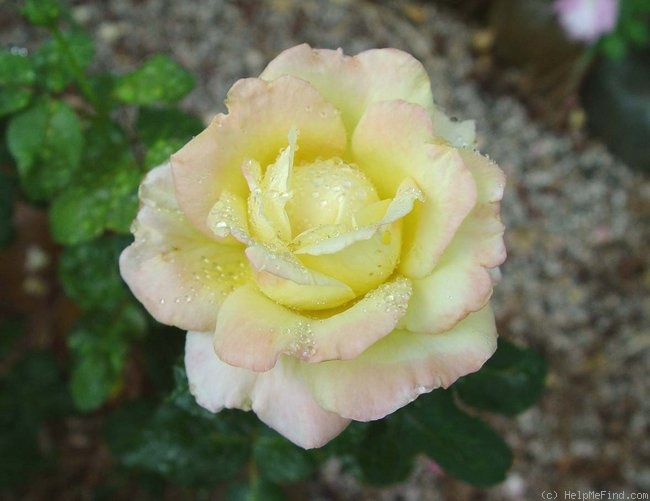 'Young Quinn ®' rose photo