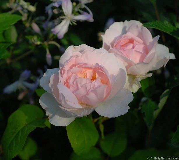'Sharifa Asma ®' rose photo