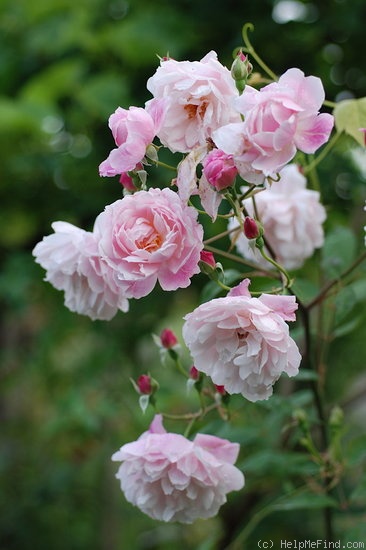 'Mortimer Sackler' rose photo