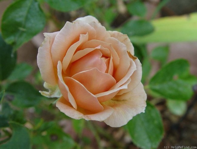'Rebecca Susan' rose photo