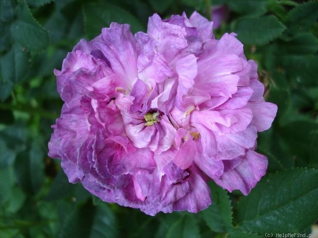 'Boula de Nanteuil' rose photo