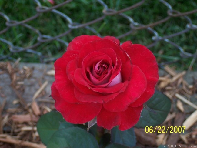 'Latin Lady' rose photo