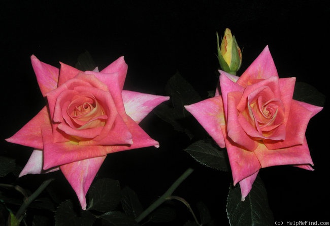 'Shirynne Cowan' rose photo