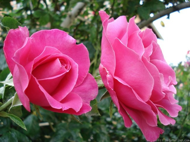 'Caprice de Meilland ®' rose photo