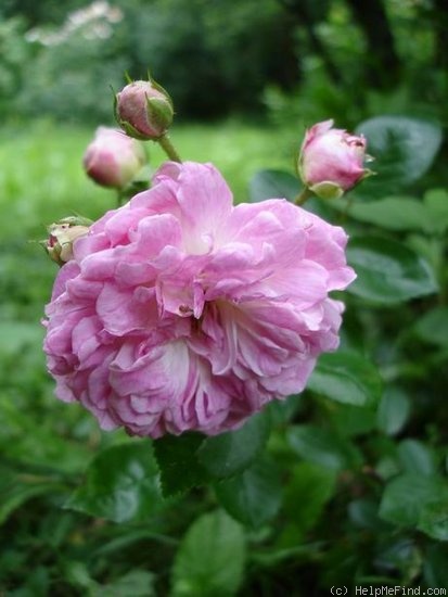 'Aristide Briand' rose photo