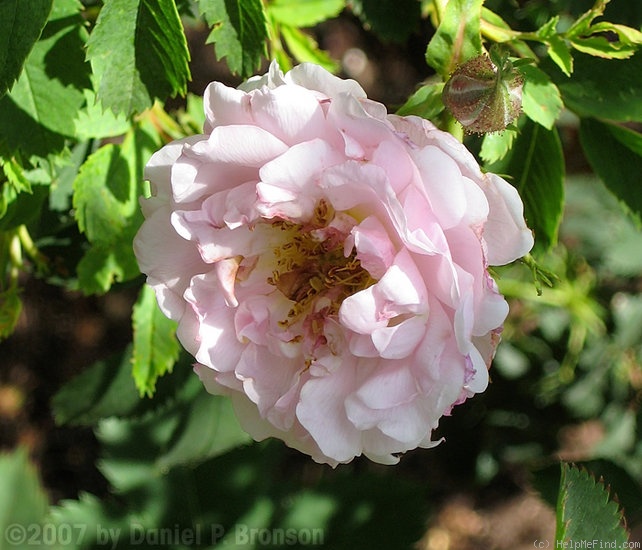 'Suzanne (hybrid spinosissima, Skinner, 1950)' rose photo