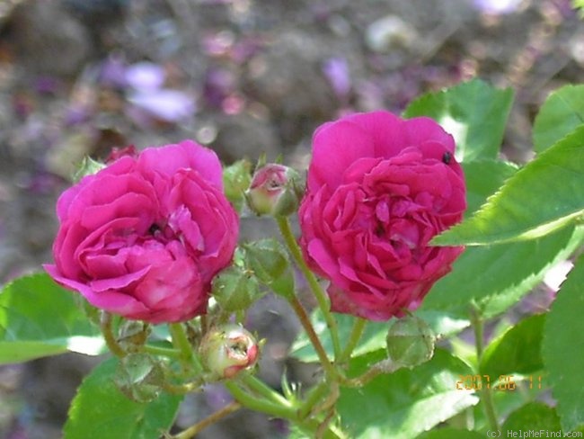 'Blumen-Dankert' rose photo