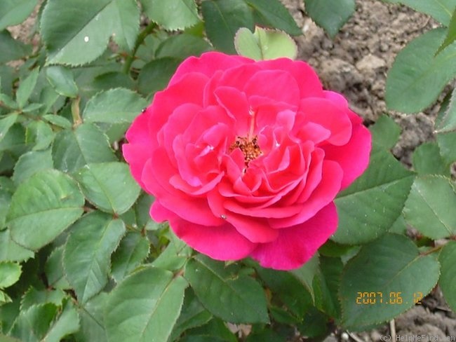 'Frau Anna Lautz' rose photo