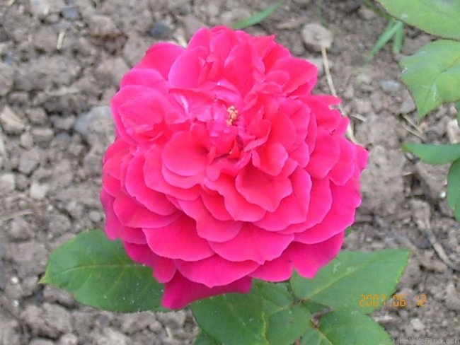 'Granat' rose photo