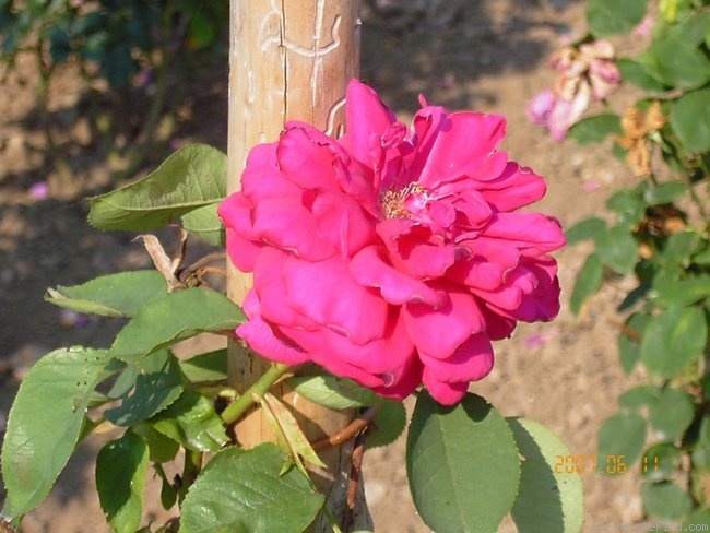 'Frau Geheimrat Dr. Staub' rose photo