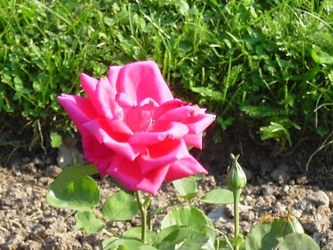 'Preussen' rose photo