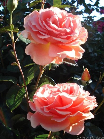 'Bora Bora ®' rose photo