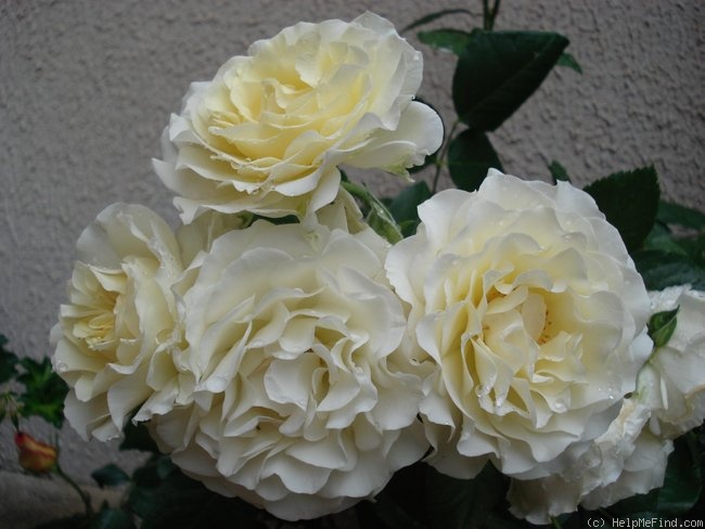 'Lilian Baylis' rose photo