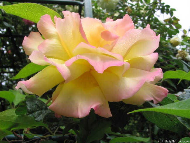 'Madame A. Meilland, Cl.' rose photo