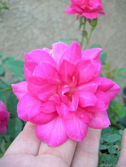 'RBXRAM' rose photo