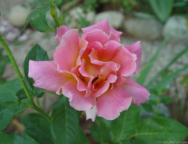 'Federico Casas (Hybrid Tea, Dot, 1928)' rose photo