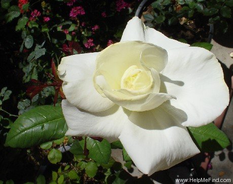 'Atomic White' rose photo